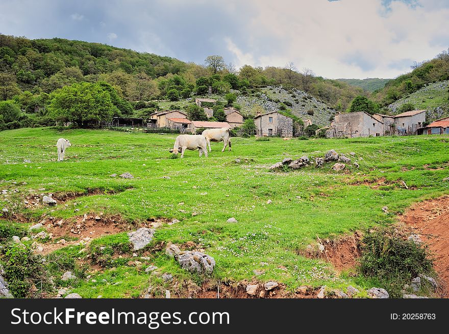 Pastureland with cows. Farmland in valley in Italy. Pastureland with cows. Farmland in valley in Italy