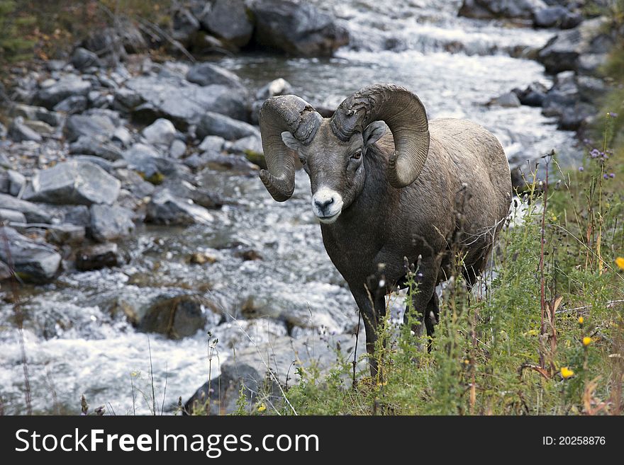 Mountain Goat by brook in Rockies