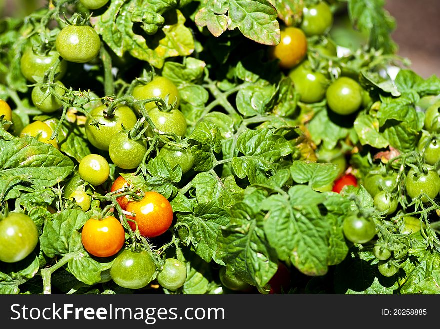 Maturing Cherry Tomatoes