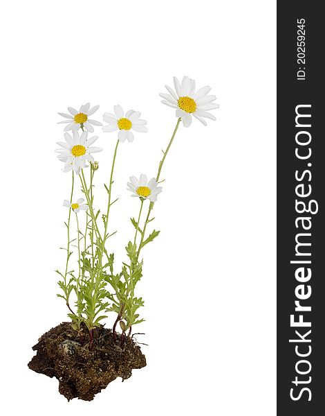 White daisies in soil isolated on a white background.