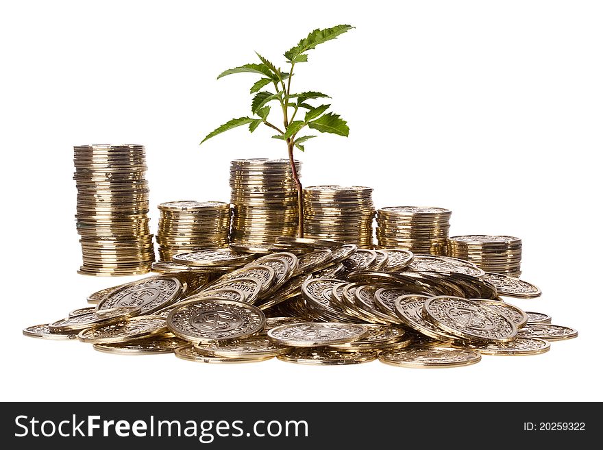 Green plant growing out of a pile of golden coins on a white background. Green plant growing out of a pile of golden coins on a white background.