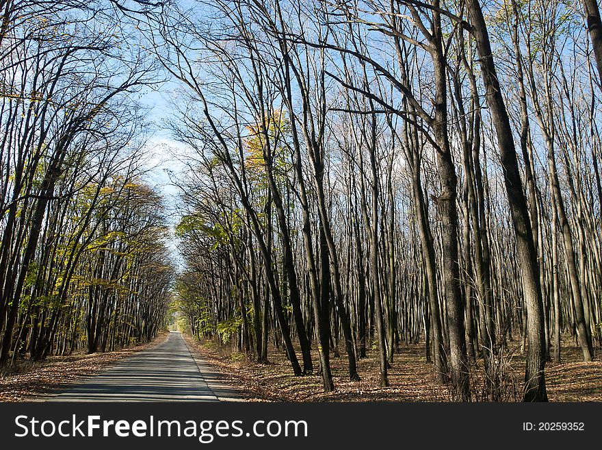 Path through the woods in autumn. Path through the woods in autumn