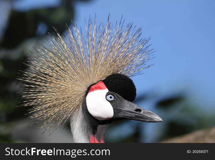 The detail of head of grey crowned crane.