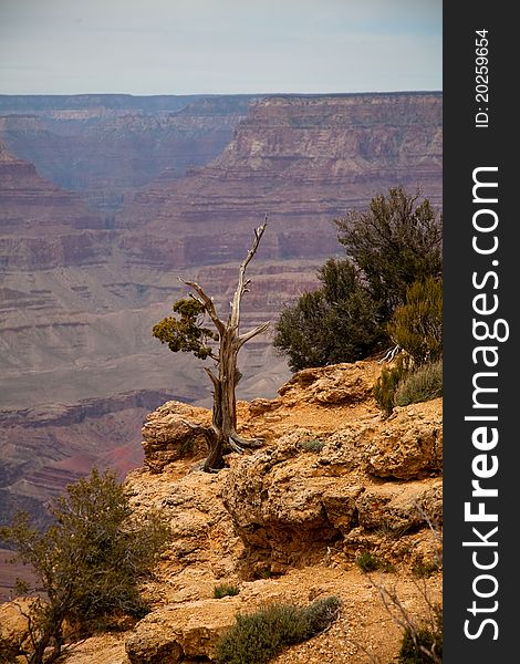 Dead tree with Grand Canyon in the background