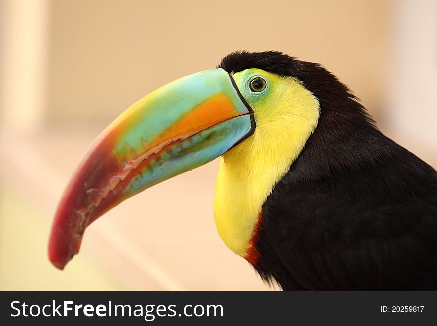 The detail of white-throated toucan.