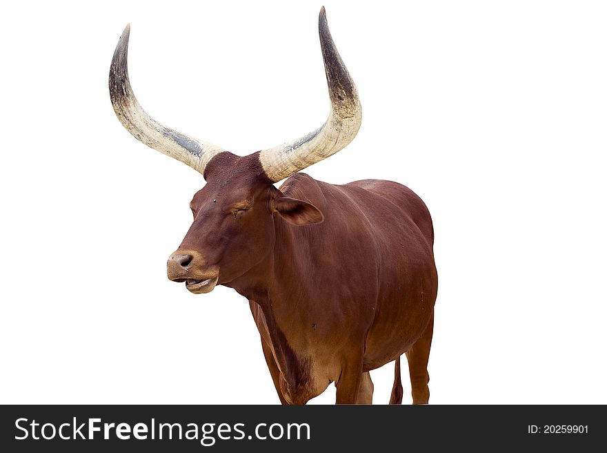 A big horned cow with clipping path included