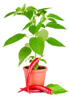 Chili Pepper Plant Stock Images Chili Pepper Plant Stock Images
