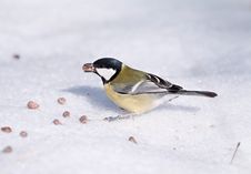 Tomtit With A Pine Nut Royalty Free Stock Photos