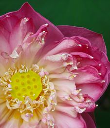 Close Up Lotus Stock Images