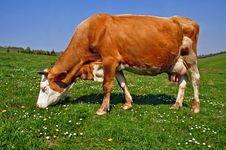Cow On A Summer Pasture Stock Image Cow On A Summer Pasture Stock Image