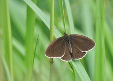 Brown Butterfly Royalty Free Stock Photo