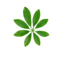 Green Leaf Pattern Stock Photo Green Leaf Pattern Stock Photo