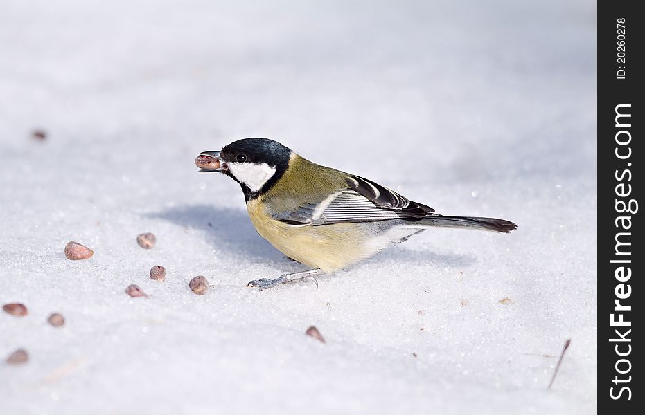 Tomtit with a pine nut on the snow