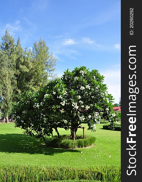 Plumeria Flower Tree and green grass