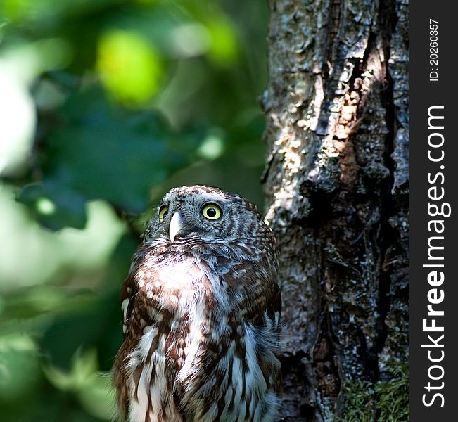 Tengmalm S Owl (Aegolius Funereus)