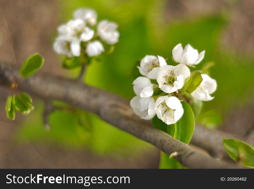 Apple blossom close-up. Pear blossom close-up. Branch of a flowering tree.