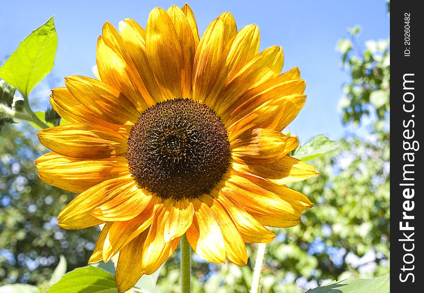 Sunflower Outdoor