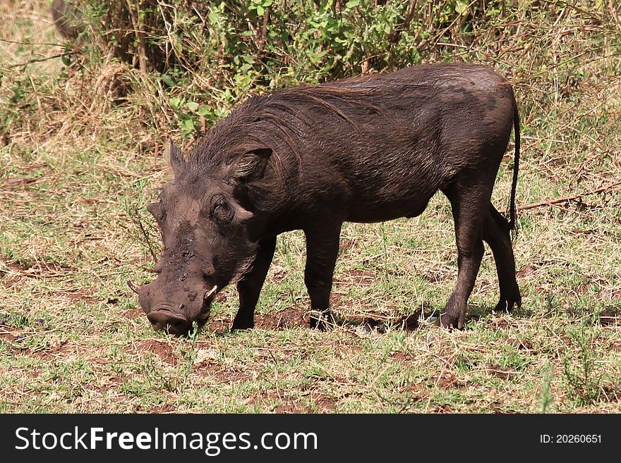 Wild pig in Lake Manyara. Wild pig in Lake Manyara