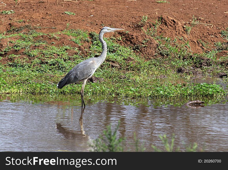 Gray heron in Lake Manyara