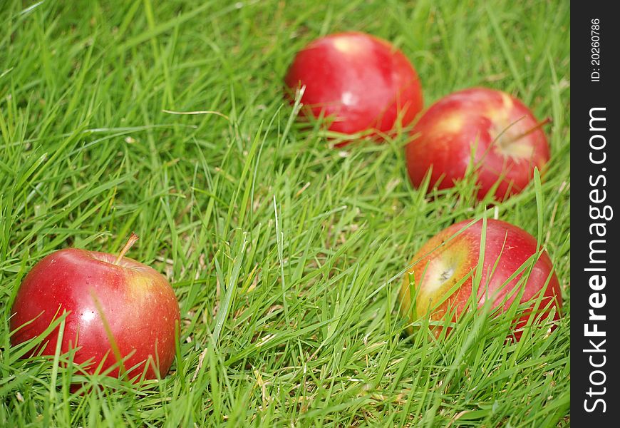 Red apples in the grass