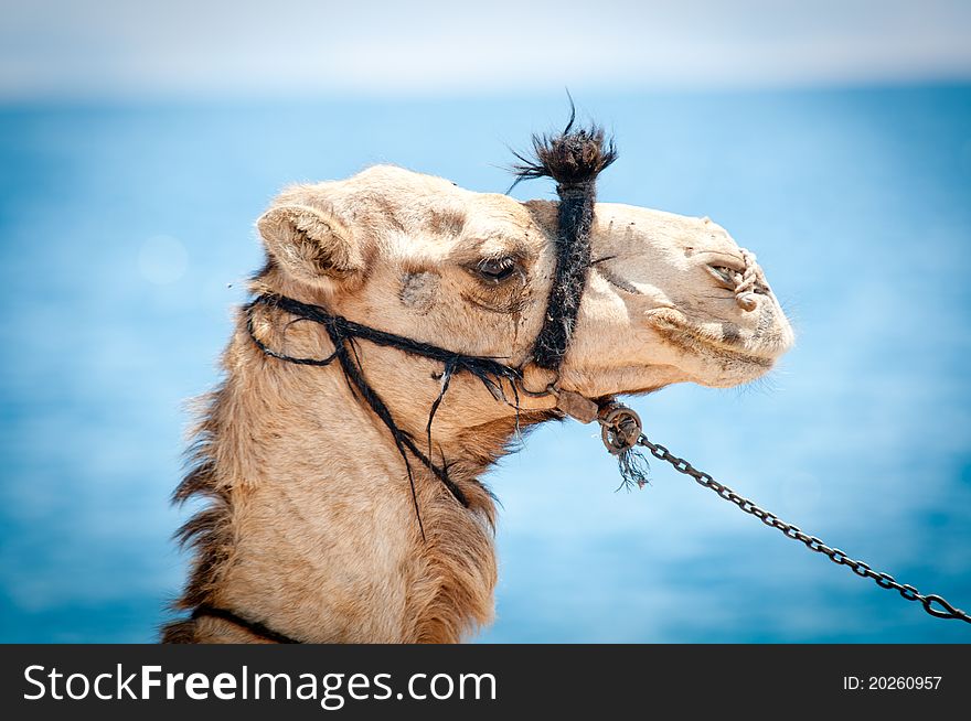 Egyptian Camel