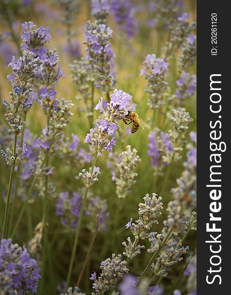 A Bee Perched on a Lavender. A Bee Perched on a Lavender