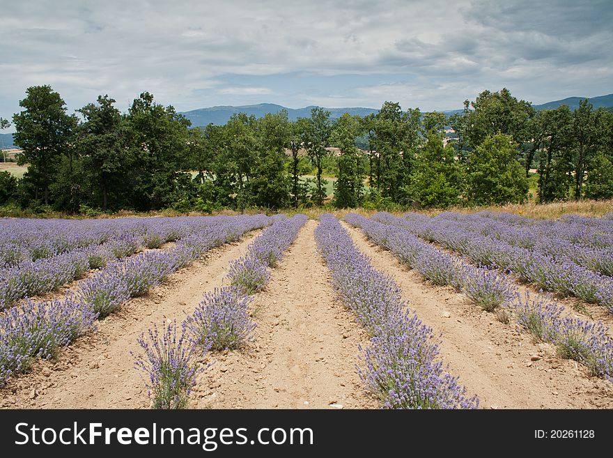 A field full of Lavender