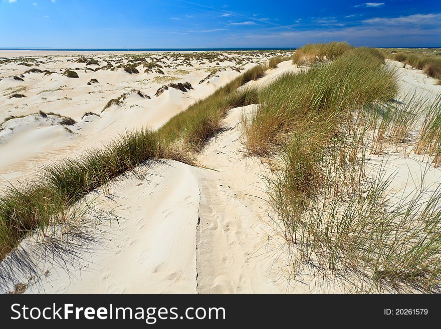 Sand Dunes With Helmet Grass