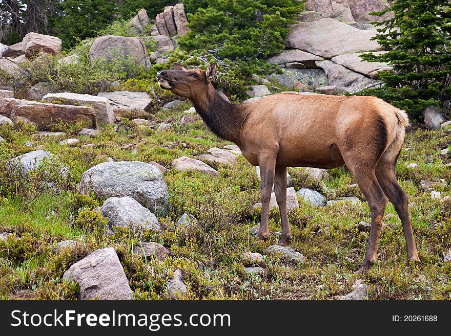 Wapiti cow grazing in Rocky Mountain National Park, Colorado. Wapiti cow grazing in Rocky Mountain National Park, Colorado.