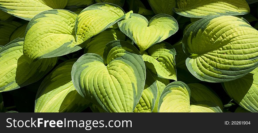 Green Leaves As Texture