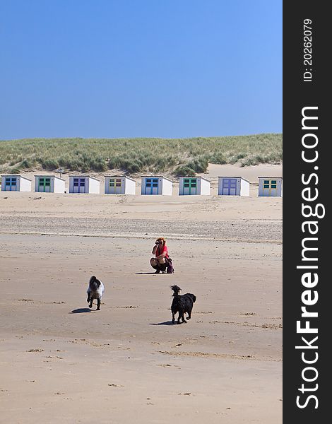 Woman filming her dogs playing on the beach. Woman filming her dogs playing on the beach