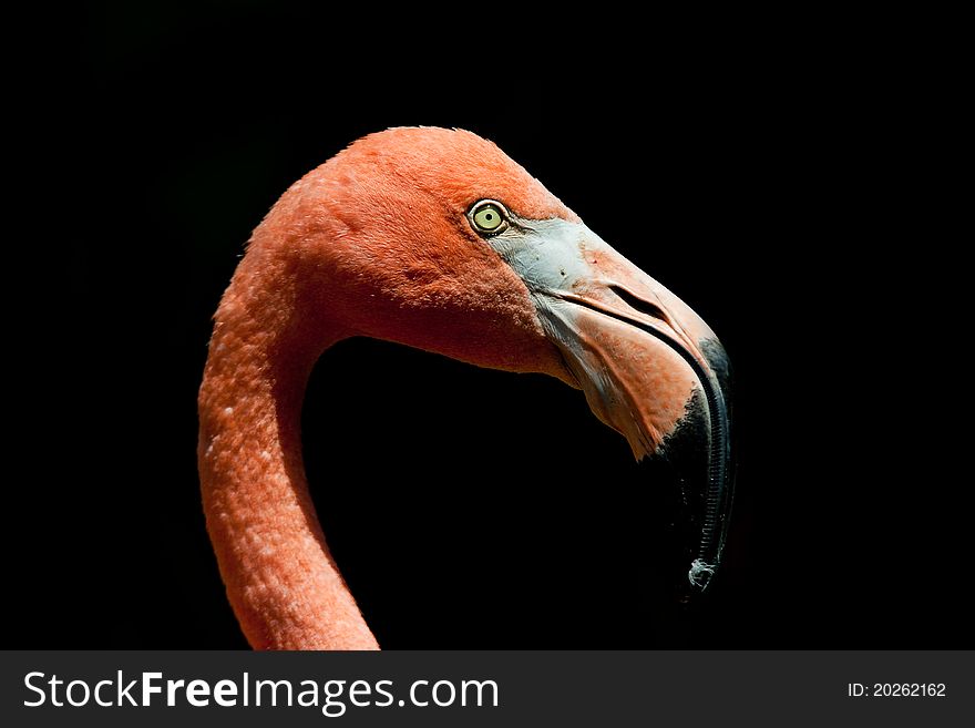 A close up shot of a pink flamingo isolated on a black background.