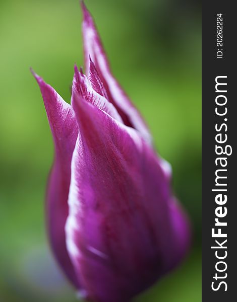 Closed Tulip with blur background