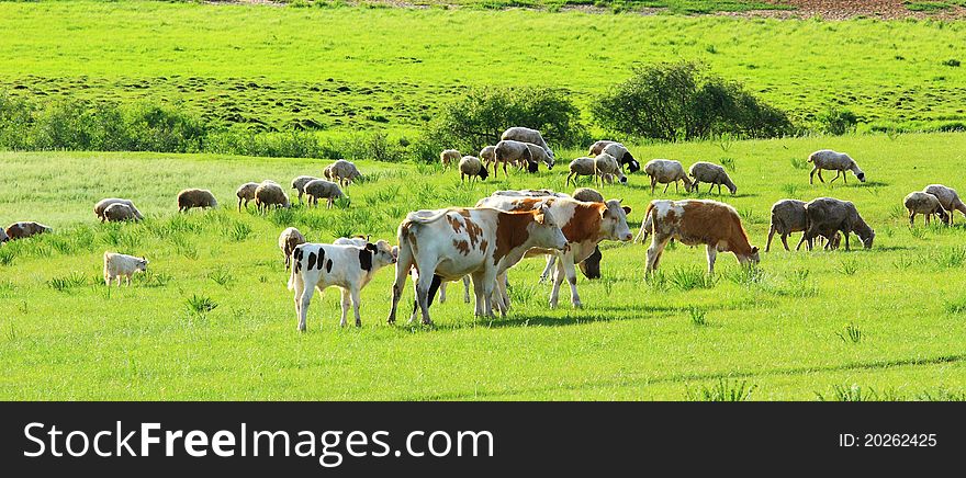 A group of cows in the grassland. A group of cows in the grassland