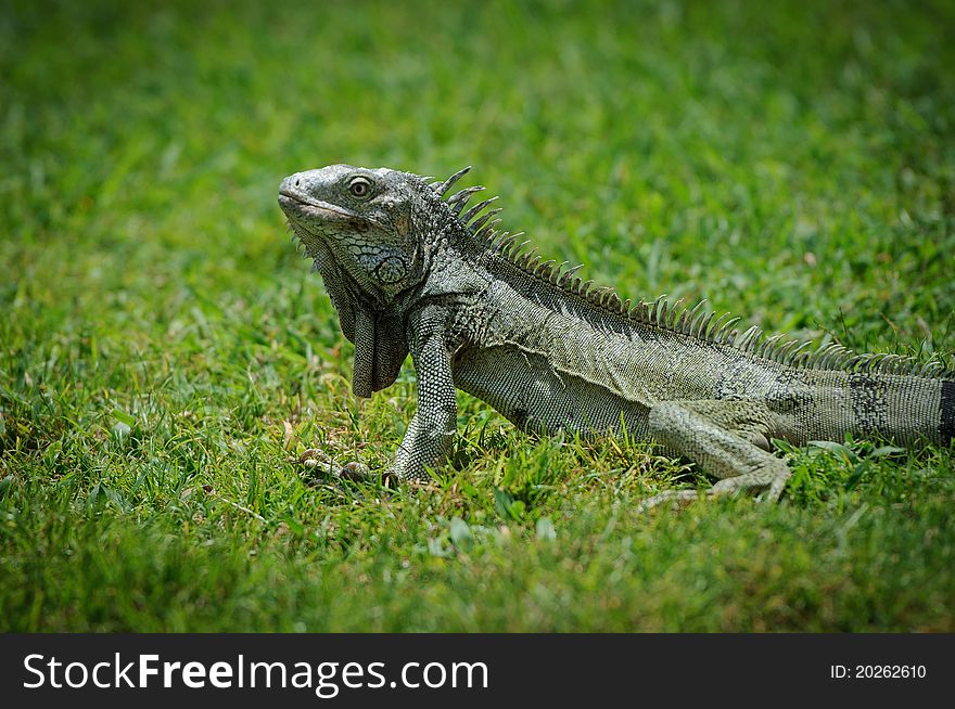 Iguana photographed on Aruba in May of 2011.