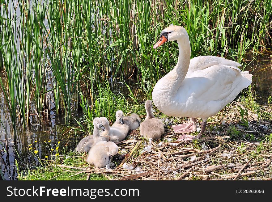 Swan family in Lynde Creek, Whitby, Ontario, Canada