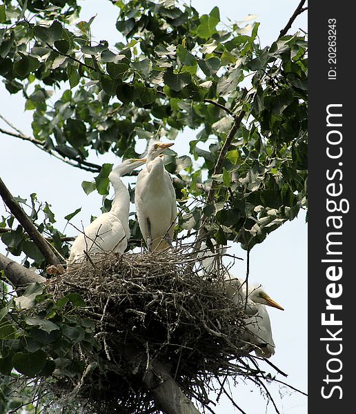 The family of white herons in the nest