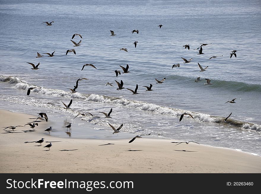 A flock of Sea Gulls on an African beach.