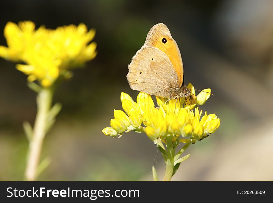 Butterfly with black eye on yellow flower. Butterfly with black eye on yellow flower.