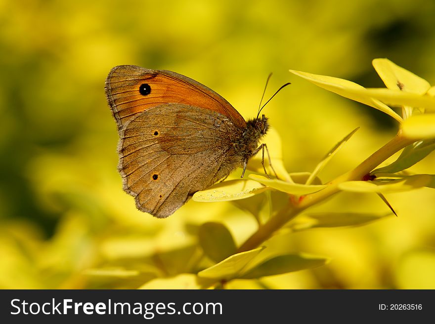 Butterfly with black eye on yellow flower.