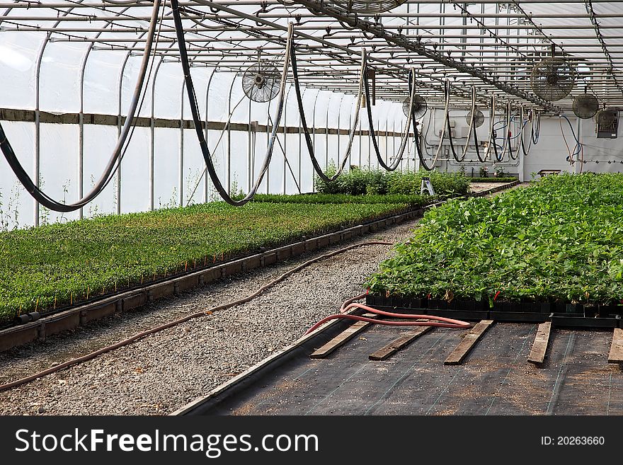 A temperature controlled greenhouse and seedling plants. A temperature controlled greenhouse and seedling plants.