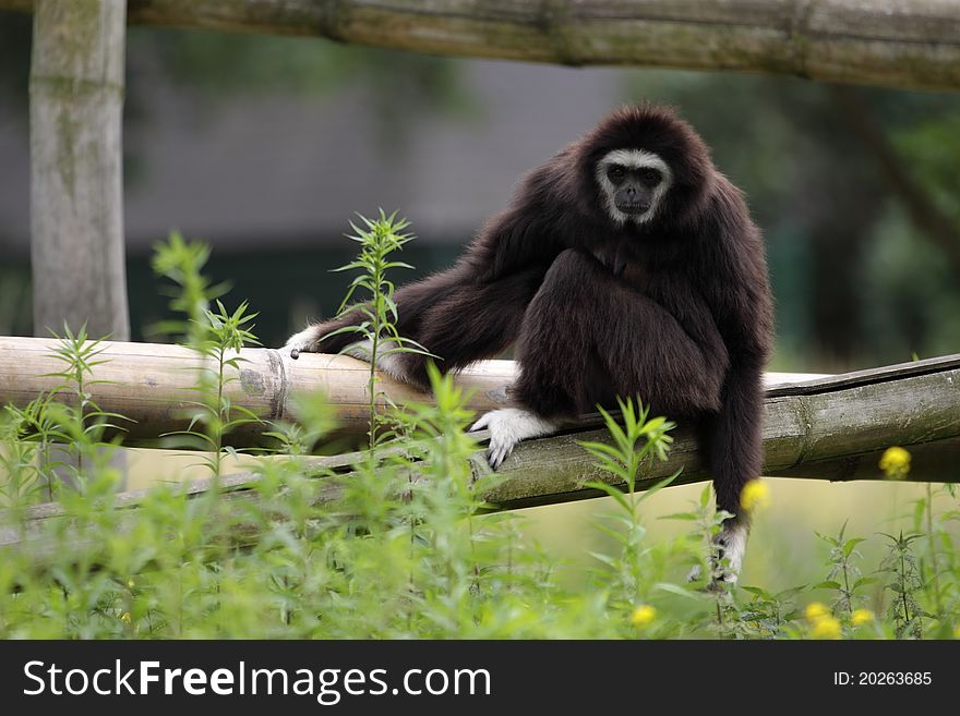 The white-handed gibbon sitting on the wooden construction.