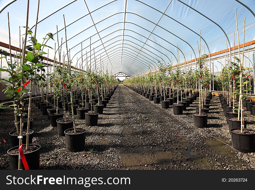 Seedling plants in pots inside a temperature controlled greenhouse. Seedling plants in pots inside a temperature controlled greenhouse.