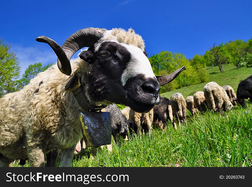 A ram on a summer pasture in a rural landscape