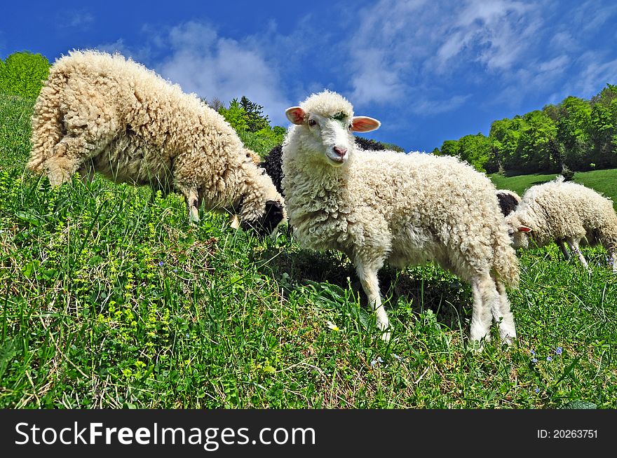Sheep in a rural landscape.