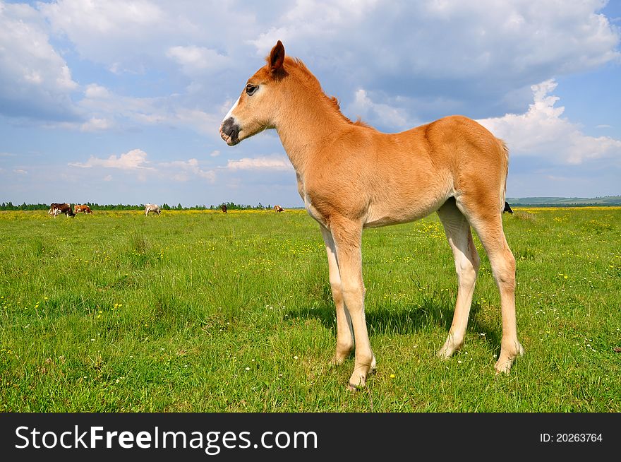 Foal On A Summer Pasture