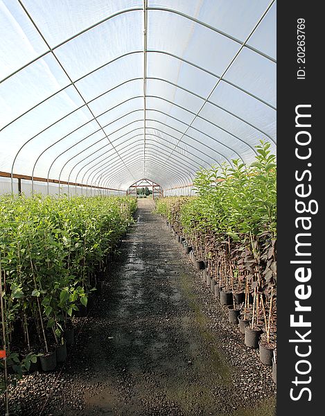 Seedling plants in pots inside a temperature controlled greenhouse. Seedling plants in pots inside a temperature controlled greenhouse.