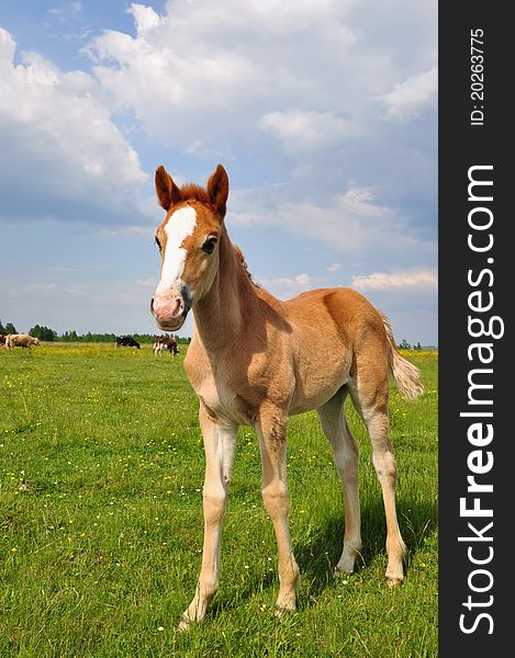 A foal on a summer pasture in a rural landscape.