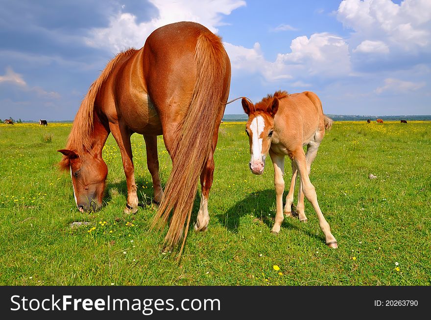 Foal with a mare on a summer pasture