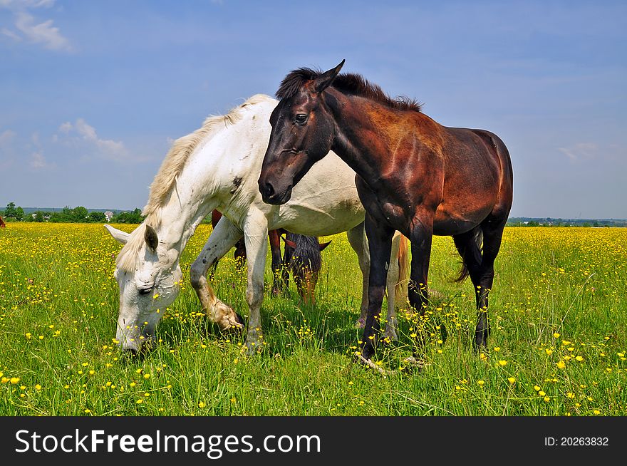 Horses On A Summer Pasture